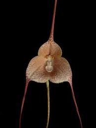 Dracula psittacina | Orchids Wiki | Fandom