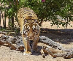 One of the most wondrous and iconic animals to walk the earth, bengal tigers are majestic and rare. Difficult For Bengal Tigers To Survive Climate Change Report