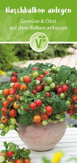 Wie toll ist es bitte, selber auf dem balkon etwas züchten zu können, das man sich dann in den salat schneiden oder einfach snacken kann!? Balkonobst Balkongemuse Anbauen Welche Pflanzen Sind Geeignet Fur Den Anbau Auf Dem Balkon In 2021 Anpflanzen Balkon Balkon Pflanzen Gemuse Anpflanzen