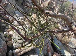 Image result for Ficus tettensis