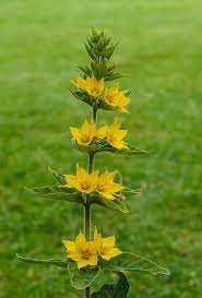 Loosestrife is in the family lythrum. Yellow Loosestrife Lysimachia Punctata Fraser Valley Invasive Species Society