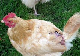 10 Common Chicken Health Problems And Solutions Chicken Health Health Problems Problem And Solution