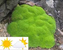 Scleranthus Lime Lava The Plant Web Fairy Garden Plants Japanese Garden Landscape Plants
