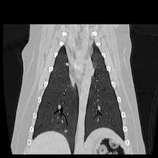 We did not find results for: Computertomographie Ct Tierarztliche Klinik Oberhaching