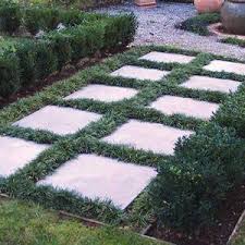 If you live in a partly sunny place, pick chamomile, jewel mint of corsica, irish moss, or blue star creeper seeds. Planting Between Pavers Using Ground Covers Around Pavers Dummer Garden Manage Gfinger Es La App De Jardineria Mas Profesional