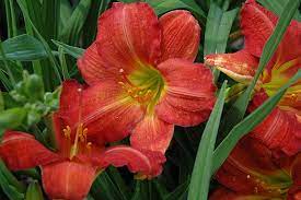Steingg Com Day Lilies Garden Gifts Plants