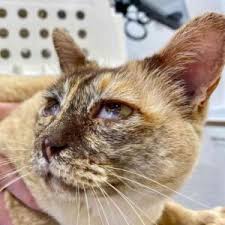 Eye problems can go from minor to serious very quickly. What Dog Or Cat Eye Problem Is That Walkerville Vet