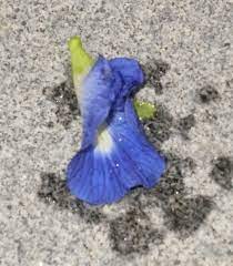 Dikenal juga dengan nama asian pigeonwings atau butterfly pea flower, ia. Bunga Telang Butterfly Pea Growing Like A Weed