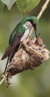 Pin By Meryem Kaya On Muhtesem Canlilar In 2020 Animals Beautiful Animals Pet Birds