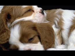 Kopekler Relax Icin Tasarlanan Muzik Muzik Sakinlestirici Kopekler Youtube Cavalier King Charles Kopek King Charles