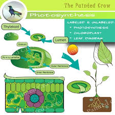 How to create a photosynthesis diagram creating a photosynthesis diagram is fairly simple and straightforward as long as you understand how the process works. Leaf Diagram And Photosynthesis Clip Art Color And Blackline Illustrations Clip Art Photosynthesis Illustration