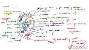 The cells of animals are. Draw A Neat Labelled Diagram Of An Animal Cell