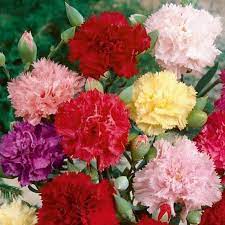 Carnation Seeds Chabaud Mix Flower Seeds In Packets Bulk Eden Brothers