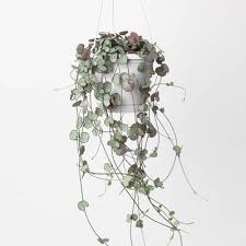 Image result for Ceropegia neofurcata