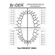 Reposicion De Dientes Para Adultos Bader Dentaltix