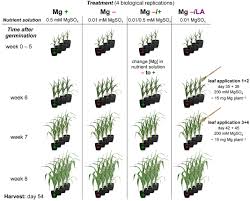 Maize kernels are often used in cooking as a starch. Frontiers Photosynthetic Capacity Nutrient Status And Growth Of Maize Zea Mays L Upon Mgso4 Leaf Application Plant Science
