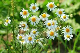 On the contrary, a famous writer once said, it is the presence of all colors. Chamomile Dream Meaning And Symbolism Dream Glossary And Dictionary