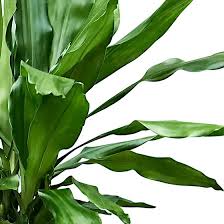 Image result for Dracaena fragrans