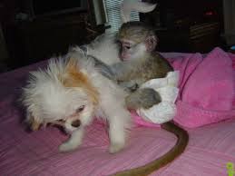 Home Trained Capuchin Monkey For Adoption Hastsal Delhi Capuchin Monkey Monkeys For Sale Pet Monkey