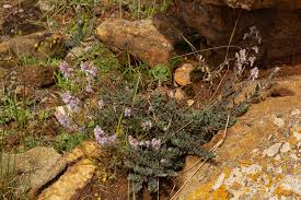 Image result for Aeollanthus repens