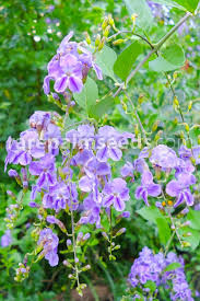 Image result for Duranta erecta