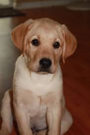We are located in brevard county florida. Labrador Retrievers In Southwest Florida Home Facebook