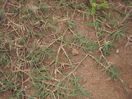 Image result for Cynodon nlemfuensis