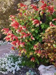11,337 likes · 49 talking about this · 57 were here. Shrimp Plant Needs A Good Pruning Every Year Joy Us Garden