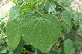 Image result for Hibiscus diversifolius