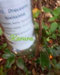 Image result for Dracaena laxissima