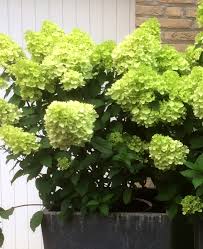 Image result for Motandra paniculata