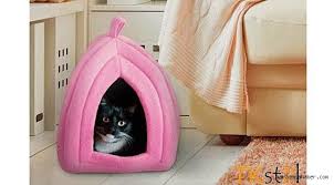 Petshop Kategorisinde En Cok Kediler Icin Alisveris Yapiliyor Genel Maras Ana Haber