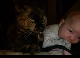 Have you seen a lost black kitty in Moora?