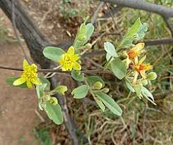 Image result for Grewia decemovulata