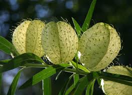 Gomphocarpus Physocarpus Hairy Balls Plants Pretty Plants Plant Images