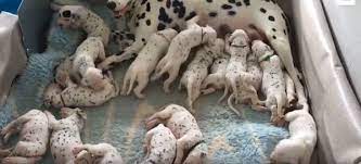 Pregnant Dalmatian With Giant Belly Delivered Her Pups Then Vet Realizes A Mistake Pomskydog Puppies Buy A Kitten Dalmatian