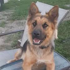 Complete your family and enrich your life with a purebred german shepherd puppy. Lost Dog Mahnomen German Shepherd Dog Mix Female Date Lost 08 19 2020 Dog S Name Layla Breed Of Dog German Shepherd Dog M Losing A Dog Dogs Dog Names