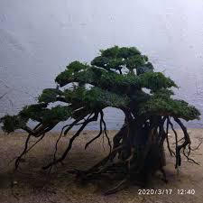 Check spelling or type a new query. Bonsai Aquascape Tema Beringin Shopee Indonesia