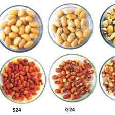 Image result for Vigna racemosa