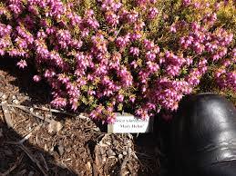 Provide a diversity of flowering plants from spring through fall for these charismatic native bees, and you won't be. Winter Flowers Feed Bees Landscape Design In A Day
