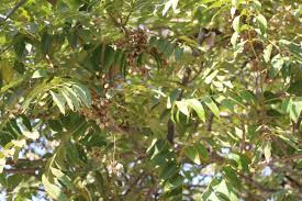 Image result for Ficus fischeri