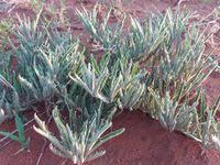 Image result for Cyphostemma hereroense