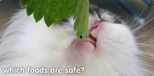 Safe Foods Suitable For Rabbits Which Fruit And Vegetables Are Safe For Rabbits What Fruit And Veg Can I Feed My Bunny