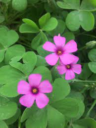 酢浆草 学名 oxalis corniculatal plants