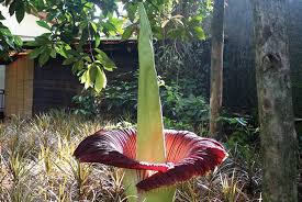 Beragam warna dan bentuk yang indah menjadi energi positif yang merasuk umumnya, satu tangkai hanya menghasilkan satu bunga. Selama Ini Salah Sebut Rafflesia Arnoldii Ternyata Bukan Bunga Bangkai