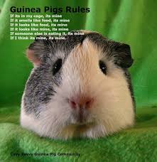 Pin On Animals Cavies