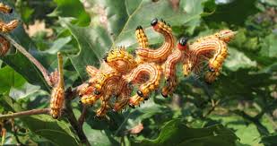 Programs are being developed across the u.s. Free Online Class Pest And Disease Control