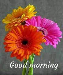 Pin By Jagannath Munda On Good Morning Photos Good Morning Flowers Gerbera Daisy Gerbera Daisy Seeds