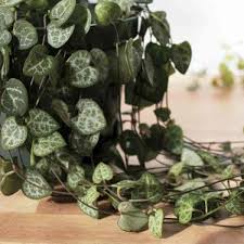 Image result for Ceropegia breviflora