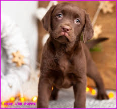 I think (humbly) you have come the right place. Chocolate Lab Puppies For Sale Craigslist Off 50 Www Usushimd Com